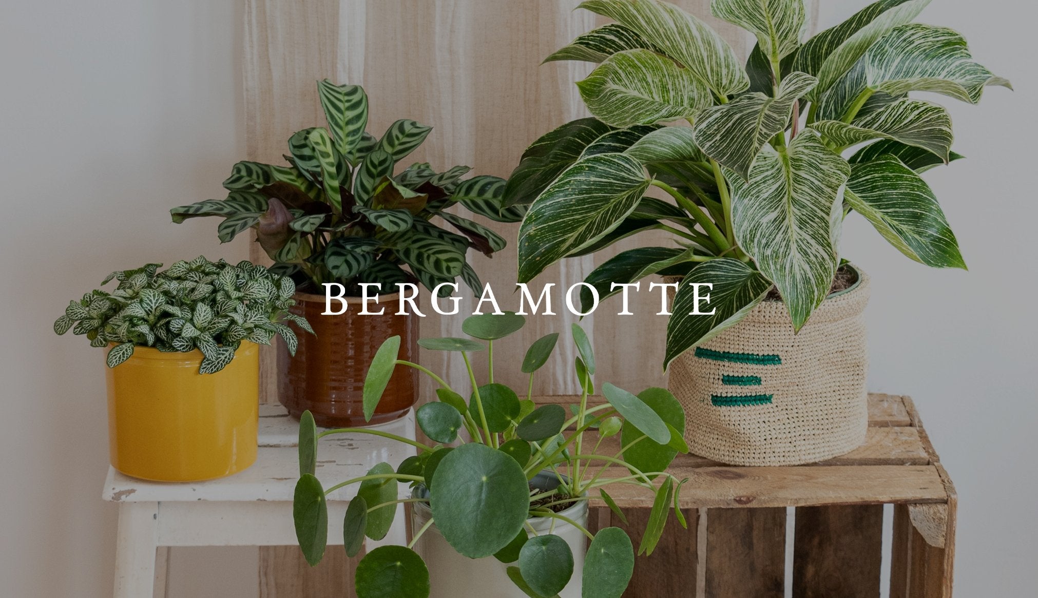 Bergamotte - The Bradery